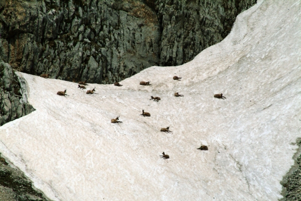 Camoscio d''Abruzzo Rupicapra pyrenaica ornata